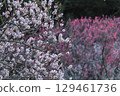 梅花告訴春天 129461736