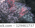 梅花告訴春天 129461737