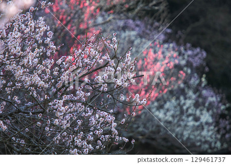 Plum blossoms telling the spring 129461737
