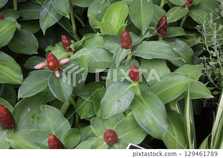 Variety of plants and flowers at flower market 129461789
