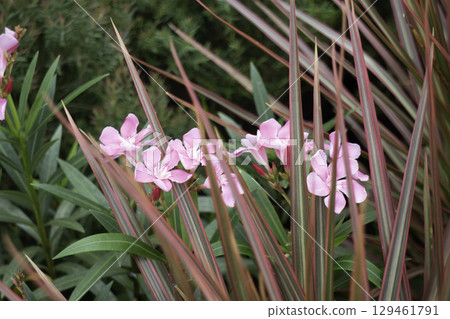 Variety of plants and flowers at flower market 129461791