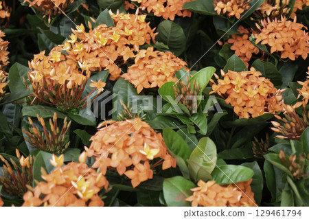 Variety of plants and flowers at flower market Variety of plants and flowers at flower market 129461794