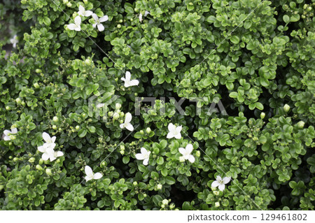 Variety of plants and flowers at flower market 129461802