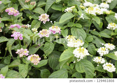 Variety of plants and flowers at flower market Variety of plants and flowers at flower market 129461808