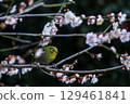 Mejiro吮吸梅花的蜂蜜 129461841