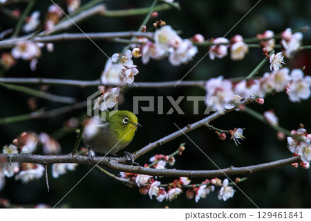 Mejiro吮吸梅花的蜂蜜 129461841
