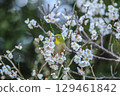 Mejiro吮吸梅花的蜂蜜 129461842