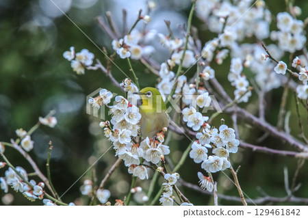 Mejiro吮吸梅花的蜂蜜 129461842