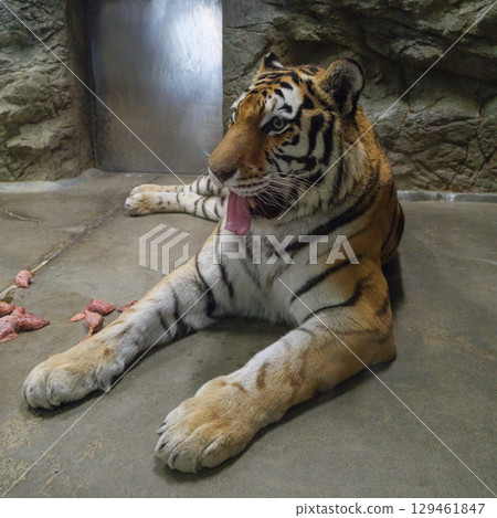 Tigers who don't eat chicken 129461847