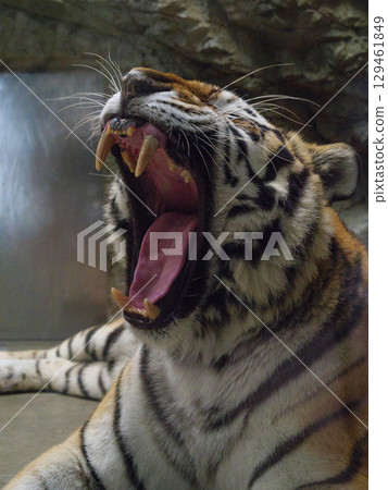 Yawning tiger 129461849