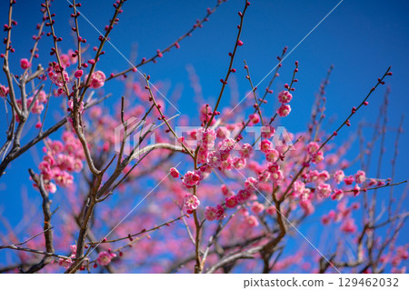 Plums blooming in the blue sky Plums blooming in the blue sky 129462032