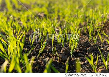 Fresh green grass shoots rise from rich earth, illuminated by the warm glow of the late afternoon sun in a tranquil setting Fresh green grass shoots rise from rich earth, illuminated by the warm glow of the late afternoon sun in a tranquil setting 129462077