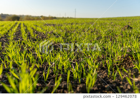 Bright green seedlings sprout from rich soil in a wide field under a clear blue sky on a sunny spring afternoon, signaling new growth Bright green seedlings sprout from rich soil in a wide field under a clear blue sky on a sunny spring afternoon, signaling new growth 129462078