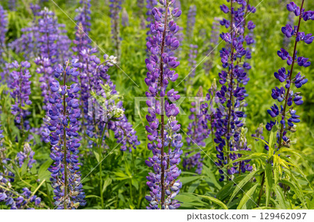 Purple lupins create a striking display in a blooming field under bright sunshine, showcasing nature's beauty in spring 129462097