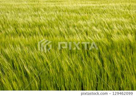 A lush wheat field covers the landscape, swaying with the breeze as sunlight bathes the crops, creating a serene atmosphere in summer 129462099