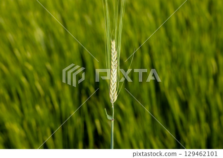 A single ear of wheat stands out against a lush green field, illuminated by golden afternoon light, showcasing the beauty of agriculture A single ear of wheat stands out against a lush green field, illuminated by golden afternoon light, showcasing the beauty of agriculture 129462101