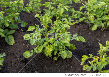 Lush green potato plants flourish in rich soil, basking in bright sunlight, showcasing healthy growth in a garden Lush green potato plants flourish in rich soil, basking in bright sunlight, showcasing healthy growth in a garden 129462102
