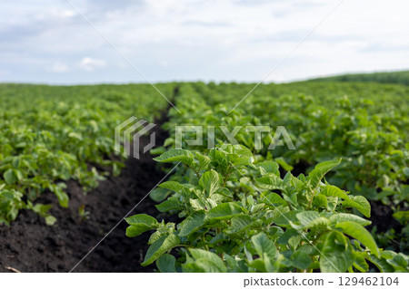 Rows of lush green potato plants stretch across a fertile field, showcasing healthy growth under an expansive sky in springtime Rows of lush green potato plants stretch across a fertile field, showcasing healthy growth under an expansive sky in springtime 129462104