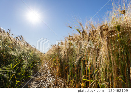 Golden wheat stalks stretch towards the clear blue sky as bright sunlight illuminates the field, creating warm tones and shadows 129462109