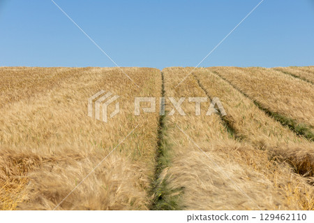 Golden waves of ripe wheat sway gently under the sun in a vast field, showcasing the beauty of the harvest season against a bright sky 129462110
