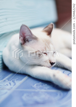 Kitten White cat sleeping on the floor with sunlight Kitten White cat sleeping on the floor with sunlight 129462242