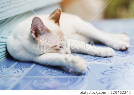 Kitten White cat sleeping on the floor with sunlight 129462243