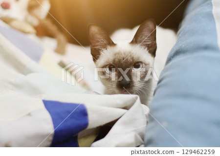 Siamese cat sitting and enjoy on colorful Cushions Siamese cat sitting and enjoy on colorful Cushions 129462259