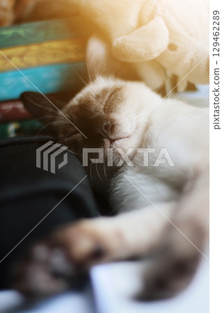 Siamese Cat relax and sleeping on the table near window with sunlight. Siamese Cat relax and sleeping on the table near window with sunlight. 129462289