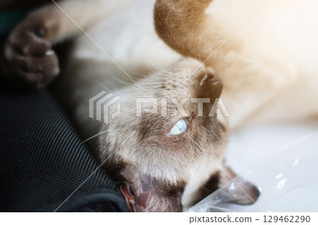 Siamese Cat relax and sleeping on the table near window with sunlight. 129462290