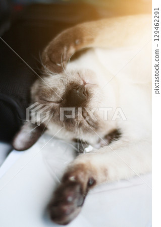 Siamese Cat relax and sleeping on the table near window with sunlight. 129462291