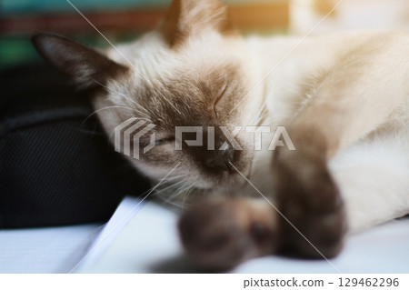 Siamese Cat relax and sleeping on the table near window with sunlight. 129462296