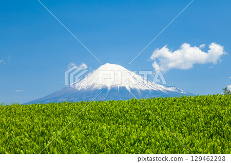 Mount Fuji and tea fields in Fuji City, Shizuoka Prefecture Mount Fuji and tea fields in Fuji City, Shizuoka Prefecture 129462298