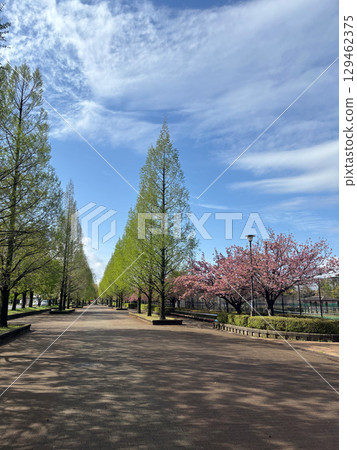 Spring cherry blossoms and metasequoia tree-lined streets [April] 129462375