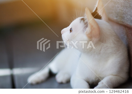 Kitten White cat sitting and enjoy on wood terrace with sunlight Kitten White cat sitting and enjoy on wood terrace with sunlight 129462416