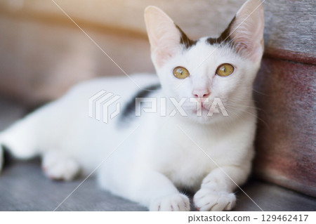 Kitten White cat sitting and enjoy on wood terrace with sunlight 129462417