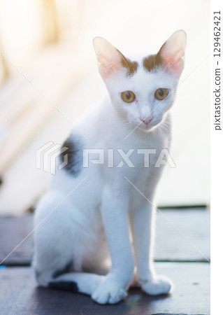 Kitten White cat sitting and enjoy on wood terrace with sunlight Kitten White cat sitting and enjoy on wood terrace with sunlight 129462421