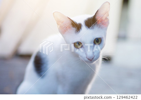 Kitten White cat sitting and enjoy on wood terrace with sunlight Kitten White cat sitting and enjoy on wood terrace with sunlight 129462422
