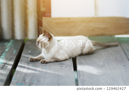 Kitten Siamesecat sitting and enjoy on wood terrace with sunlight Kitten Siamesecat sitting and enjoy on wood terrace with sunlight 129462427