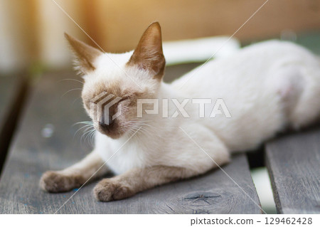 Kitten Siamesecat sitting and enjoy on wood terrace with sunlight 129462428