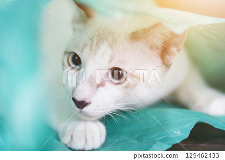 Siamcat playing in green clear plastic bag Siamcat playing in green clear plastic bag 129462433