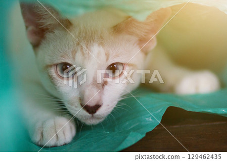 Siamcat playing in green clear plastic bag Siamcat playing in green clear plastic bag 129462435
