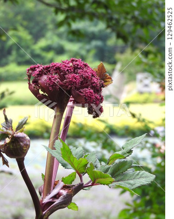 Angelica gigas, a unique and striking perennial plant of the Umbelliferae family 129462525