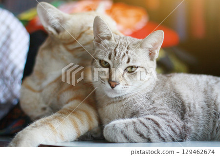 Cute orange cat and grey striped cat enjoy and sleeping on the table 129462674