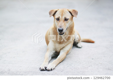Brown dog relax and sitting in the garden 129462700