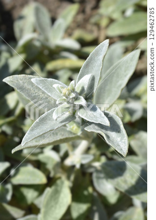 Lambs ears Silver Carpet Lambs ears Silver Carpet 129462785