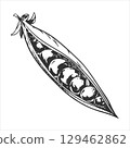Vector sketch of green peas. Open bean pod, seeds are visible. Imitation of engraving technique. Useful vegetable crop. Peas are hand-drawn with black ink on a white background. 129462862