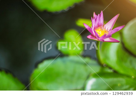 Pink color fresh lotus blossom or Purple water lily flower blooming on pond background Pink color fresh lotus blossom or Purple water lily flower blooming on pond background 129462939