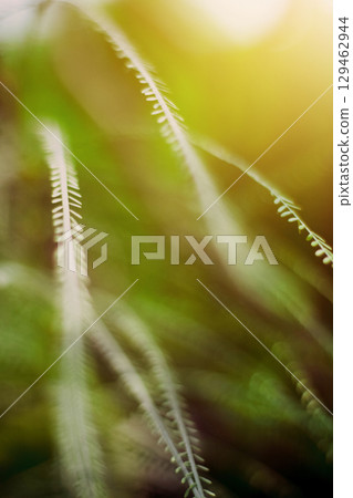 Little grass flowers of dry field in Forest meadow and wild grasses with natural light of sunset 129462944