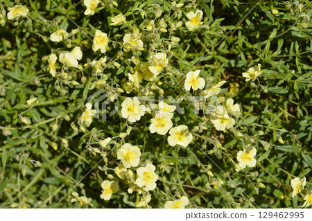 Oval-leaved rockrose 129462995