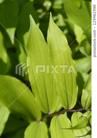 False Solomons seal False Solomons seal 129462996